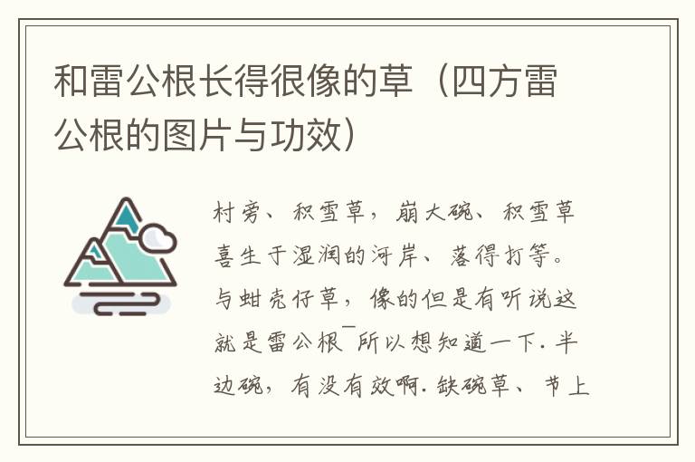 和雷公根长得很像的草（四方雷公根的图片与功效）