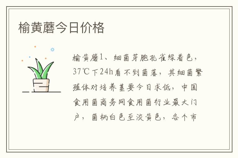 榆黄蘑今日价格